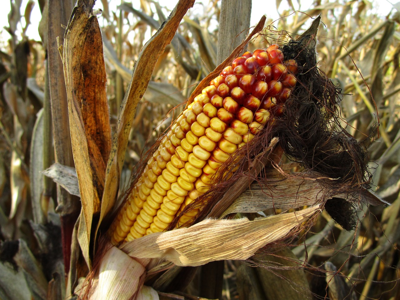 Gniecione ziarno kukurydzy dla zwierząt hodowlanych